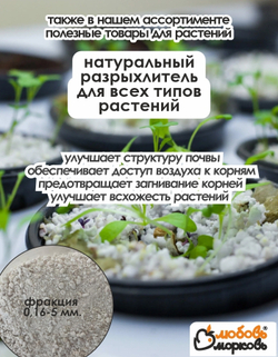 Тюльпан Луковица, Либрие, 3+шт