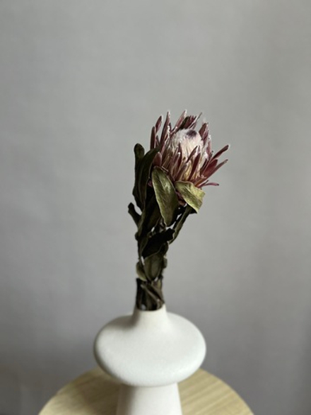 Протея Карнивал бордовая