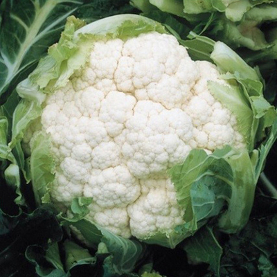 Америго F1 семена капусты цветной (Syngenta / Сингента)