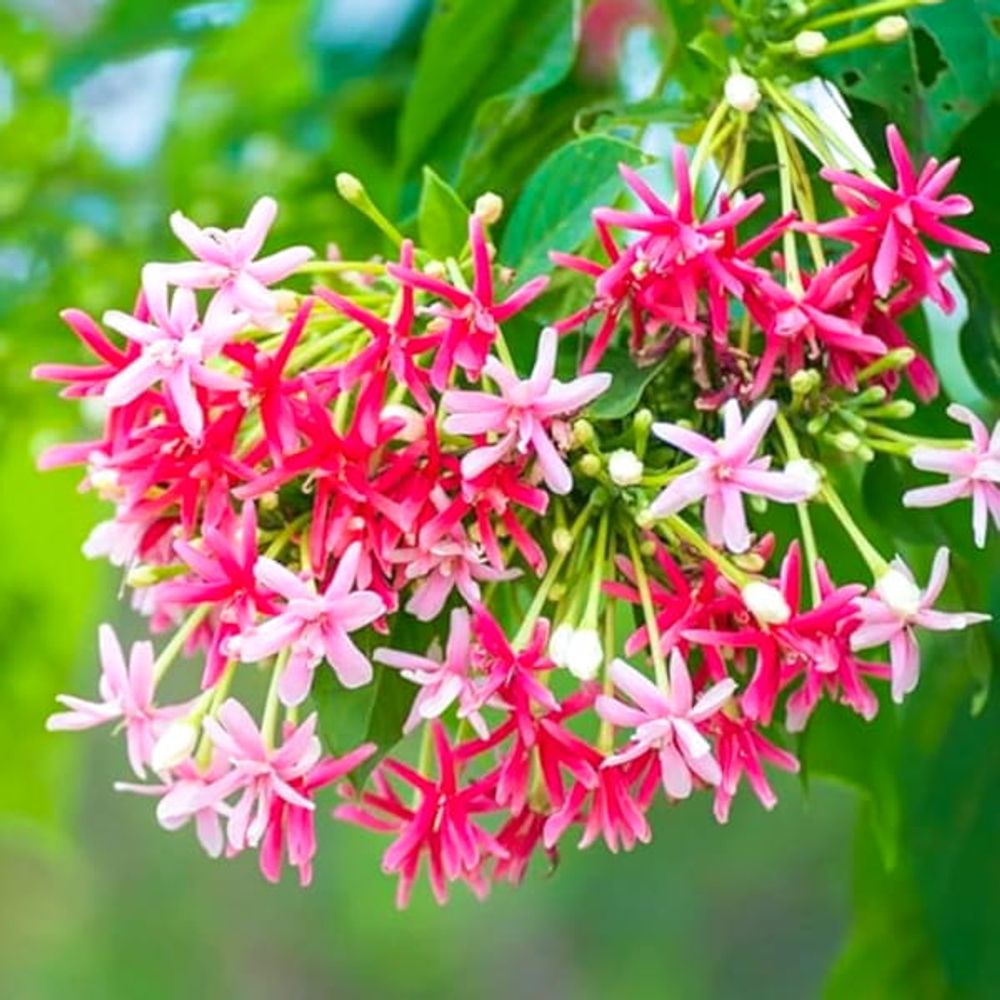 Комбертум индийский лиана – Quisqualis indicum creeper