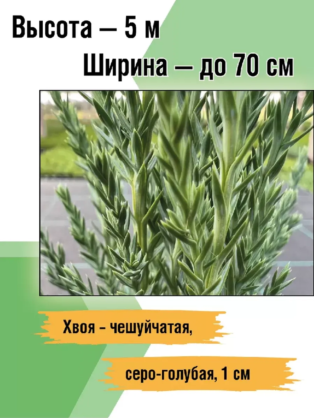 Саженец хвойных Можжевельник Блю эрроу 3 шт