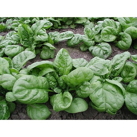 Шпинат Папай 2г Б Аэлита