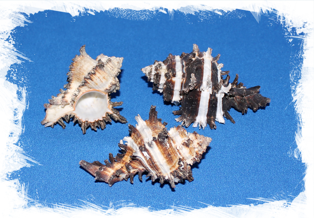 Ракушка Мурекс Индивия