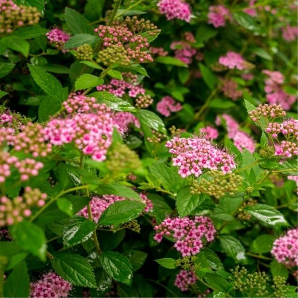 -50% на кустарники С2