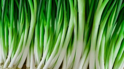 Агротехника лука "Грин Баннер": секреты успешного выращивания зелени без луковиц