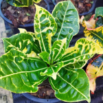 Кротон TAO THONG KHAM