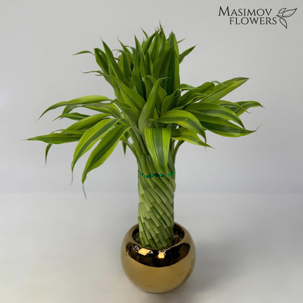 Композиция бамбук счастья "Игорёк"