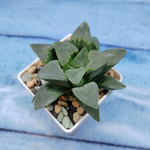 Haworthia Pygmaye hybr. (Хавортия)