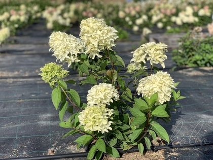 Гортензия метельчатая Skyfall