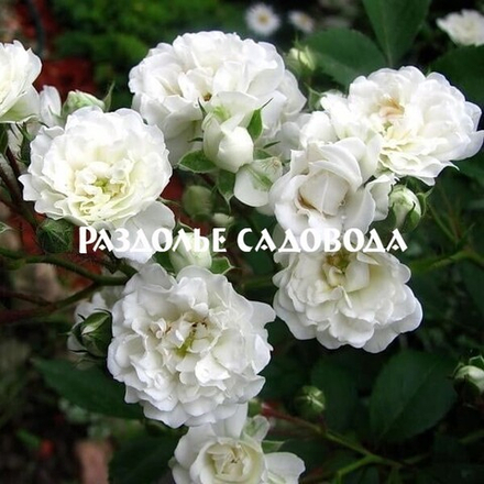 Роза почвопокровная Альба Мейдилэнд