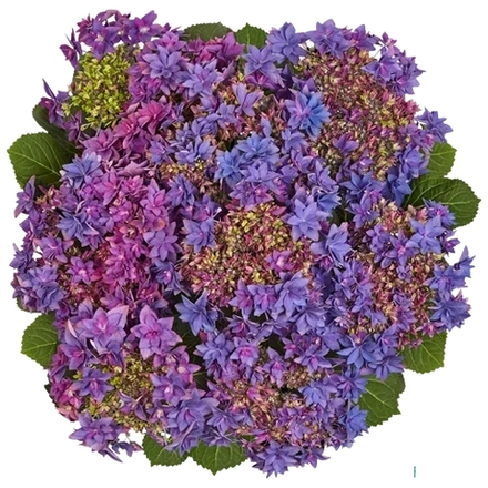 Francy Purple/Фрэнси Парпл( Стандарт поставки Р9)2025г.