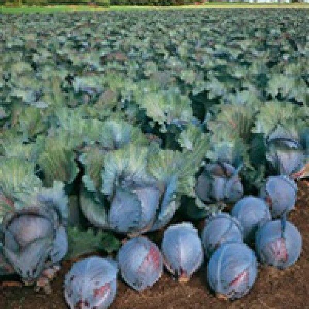 Рокси F1 семена капусты краснокочанной (Seminis / Семинис)