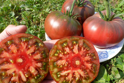 Помидоры – Фермерский Чёрный