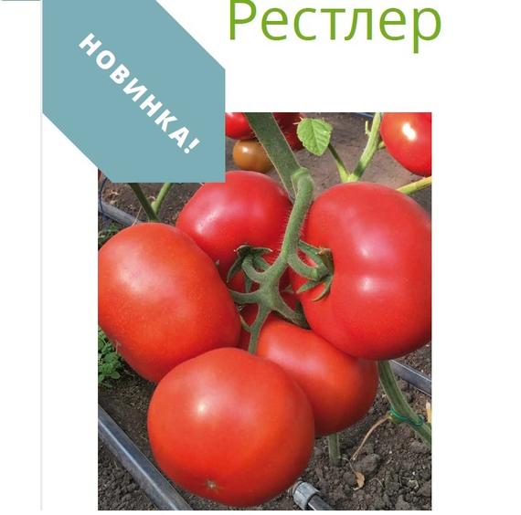 Рестлер F1 семена томата индетерминантного (Seminis / Семинис) – фото 10