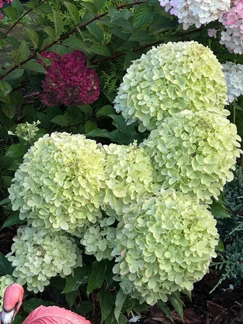 Гортензия метельчатая Саммер бриз (Hydrangea paniculata Summer Breeze)