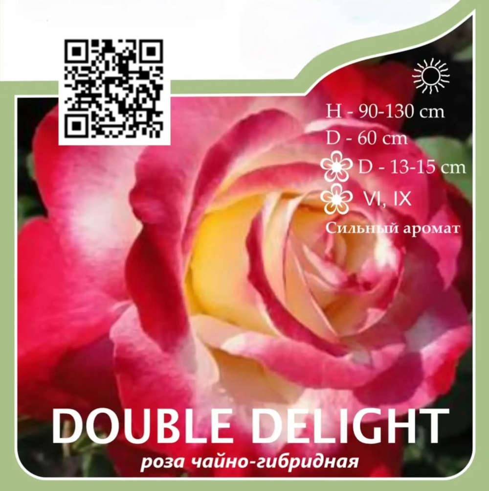 Роза чайно-гибридная "Double Delight"