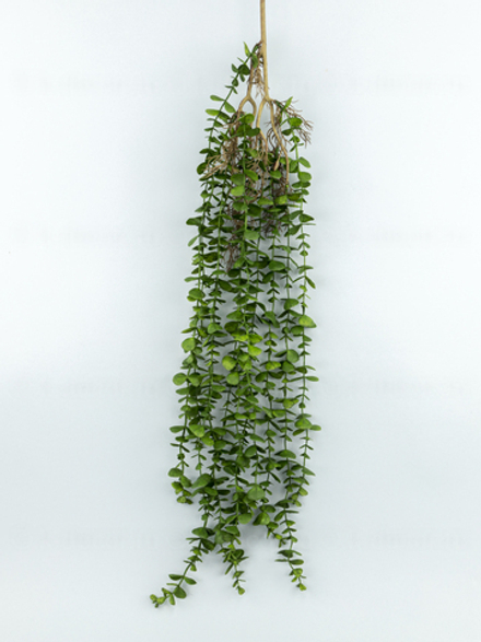 Ампельный эвкалипт Генуя