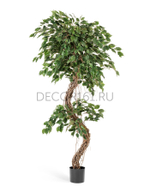 Фикус Бенджамина Коркскрю 210 см 2/2 10.31407N
