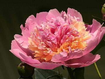 Пион Рэспберри Сандае