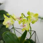 Готовый флорариум с желтой орхидеей Икос