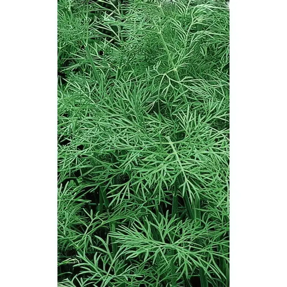 Семена Укроп Симфония (УД) Е/П