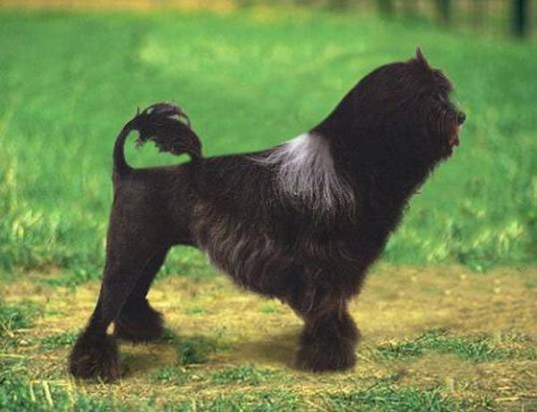 Левхен (львиная собачка) Левхен (львиная собачка)