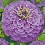 Семена Циния Лаванда 0,5г