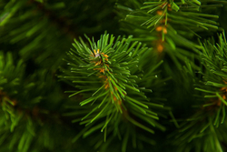 Ель Альпийская 45см в мешочке зеленая Triumph Tree