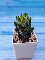 Haworthia Coarctata (Хавортия)