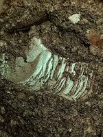 Пигмент 8559 - Медная бронза - (с зелёным) универсальный