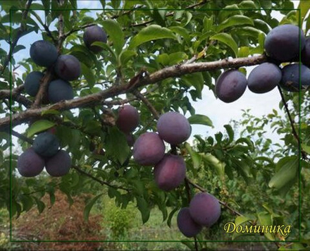 Слива Доминика