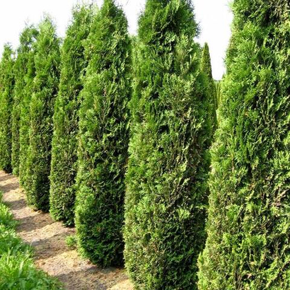 Туя западная Колумна (Columna)