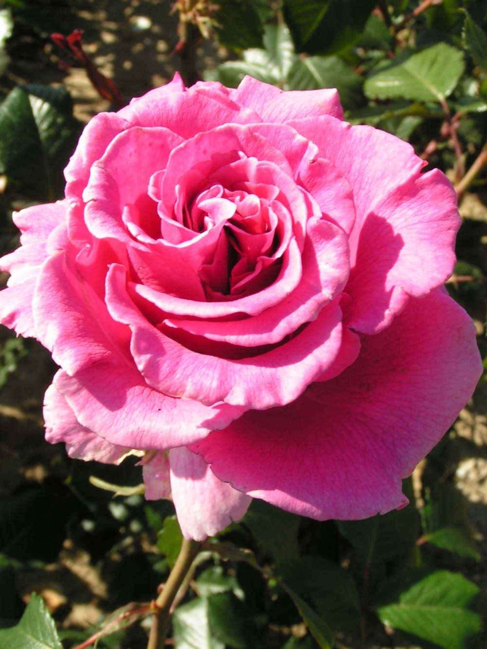 Роза шрабовая "Alexandra Renaissance"