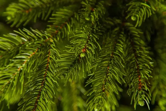 Ель Коттеджная 260 см., литая хвоя+пвх, TreeDeLux (70075)