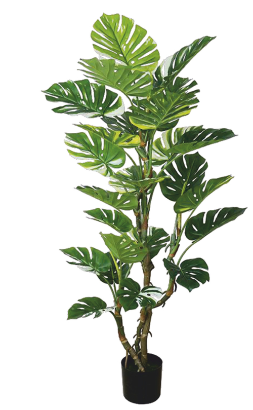 Монстера вариегатная 155 см.