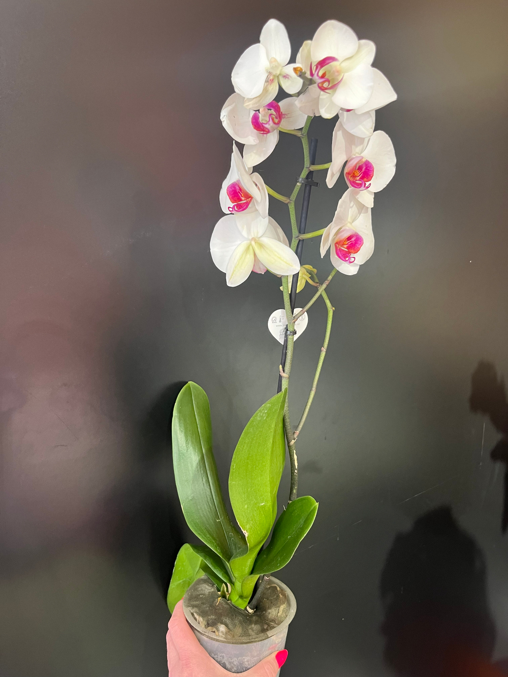 Орхидея(фаленопсис)