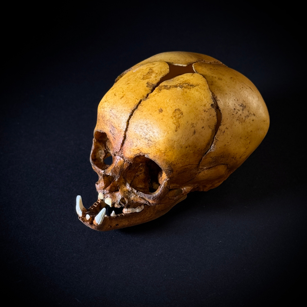 Маленький монстр