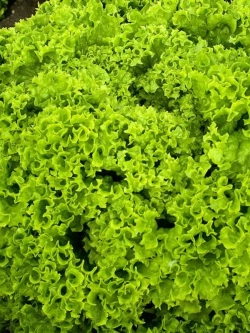 Семена Салат Лолло Бионда