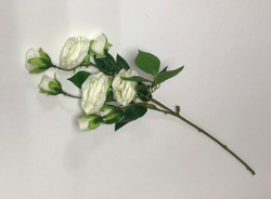 ветка розы Фрида