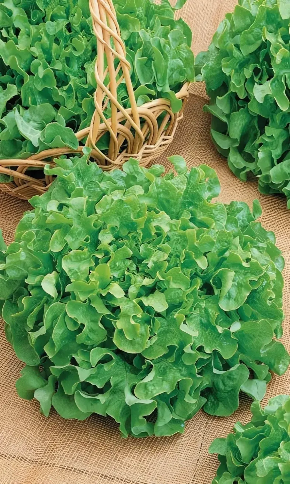 Семена Салат Витаминный 0,3гр (УД) Е/П