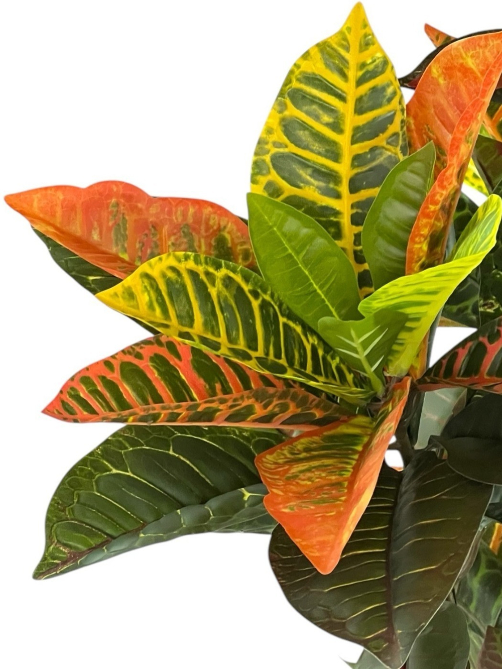 Кротон 195 см.