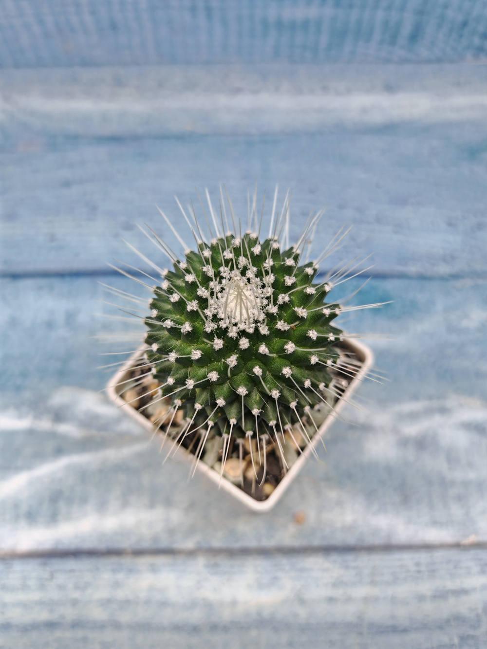 Mammillaria Pico (Маммилярия)