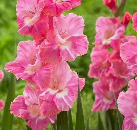 Гладиолус крупноцветковый Пинк Ивент луковица март 2026