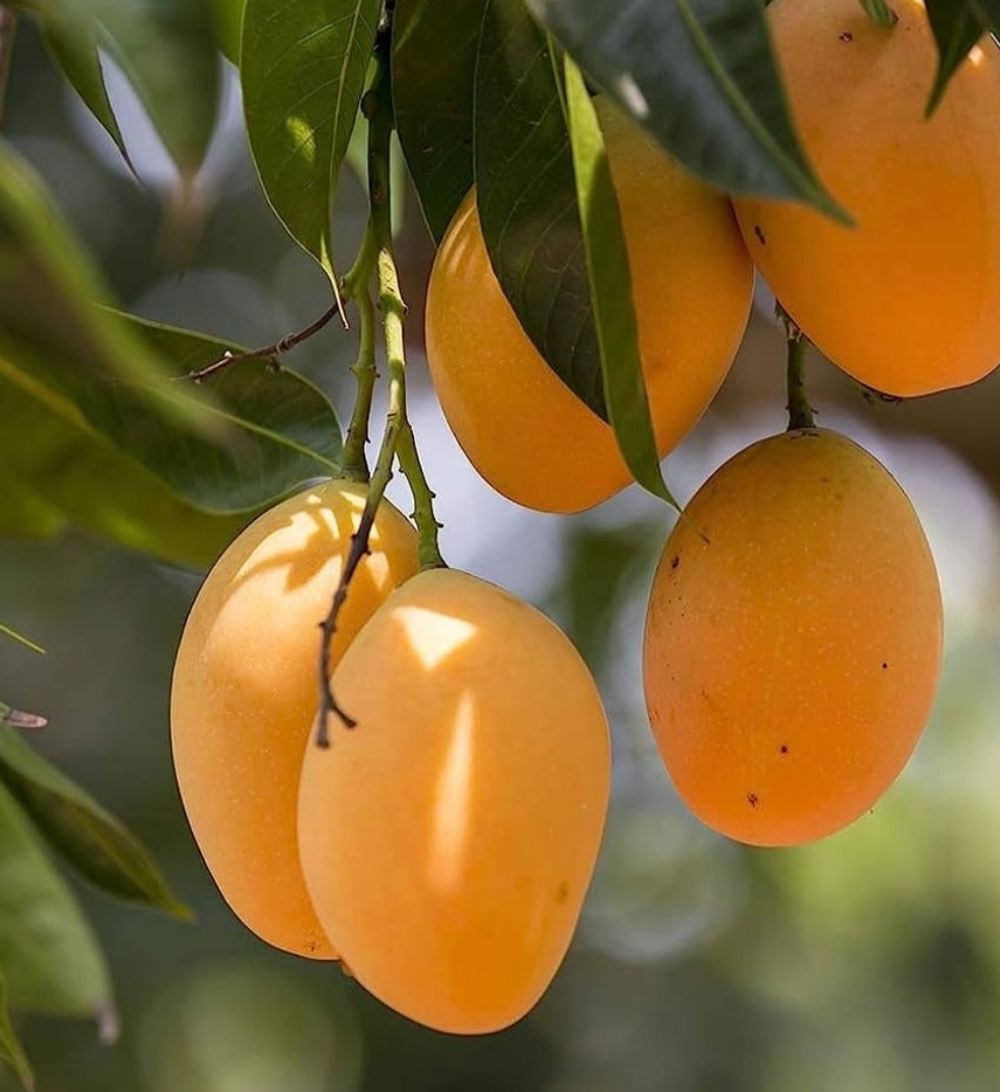 Манго Alphonso