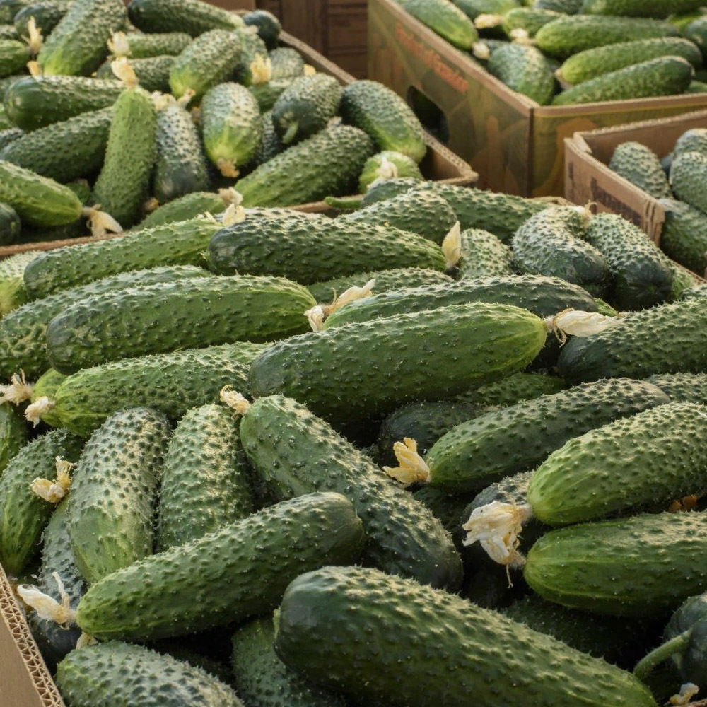 Саунд F1 семена огурца партенокарпического (Rijk Zwaan / Райк Цваан)