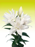 Лилия Пернилла (махровая серия «Роузлили»)