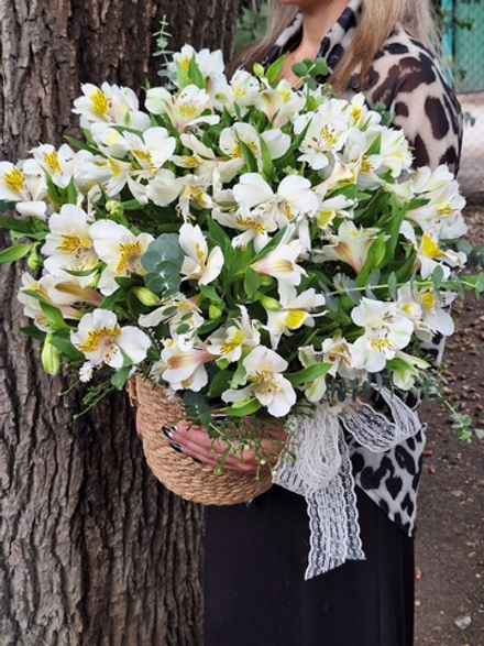 Альстромерии в кашпо