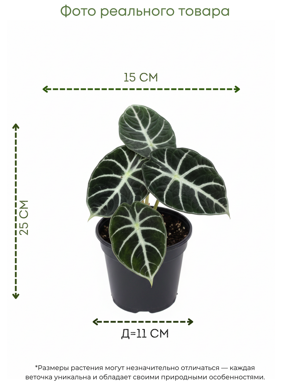 White Aesthetic Indoor Plant Sale Instagram Story