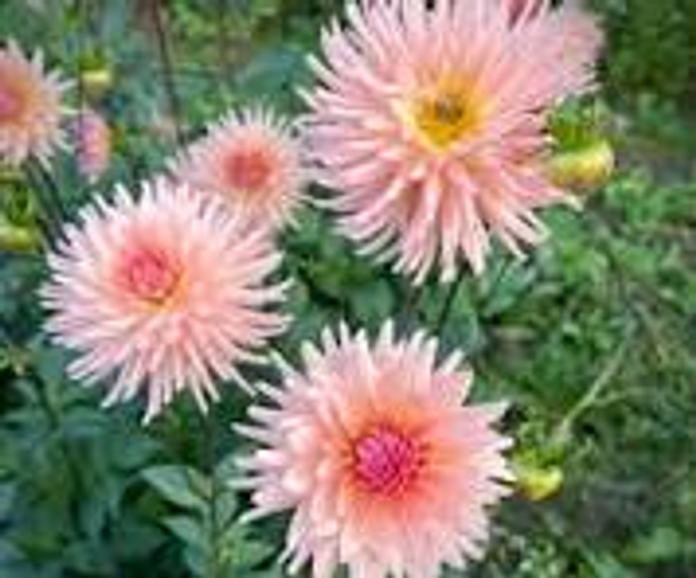 Георгин Преферанс ( Preference)