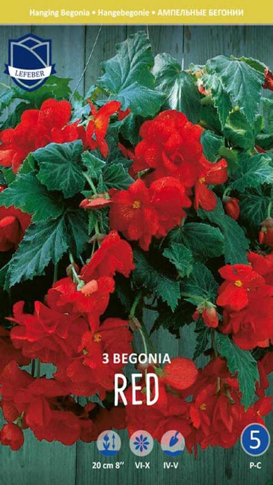 Бегония &quot;Pendula Red&quot;, Нидерланды.